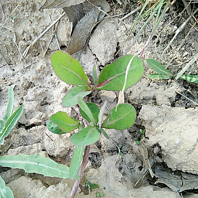 在我们当地有曲曲菜,苦菜,蒲公英,青青菜,都是不同的菜.