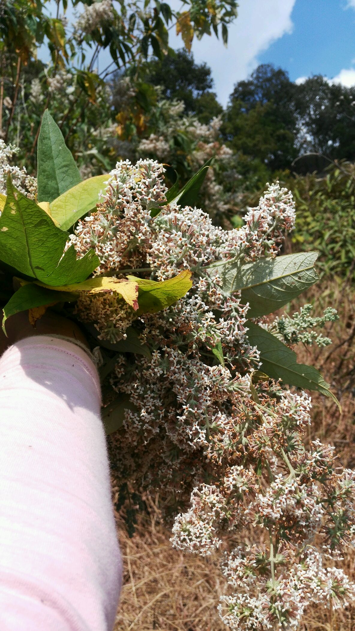 黄糯米~染饭花