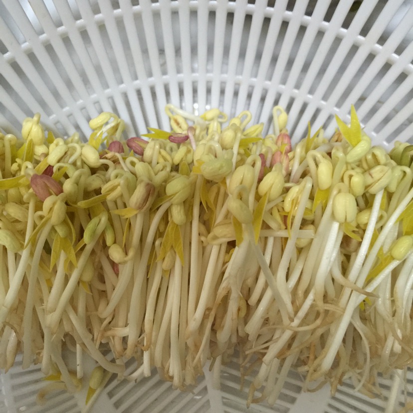 发豆芽的做法