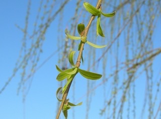 凉拌柳芽