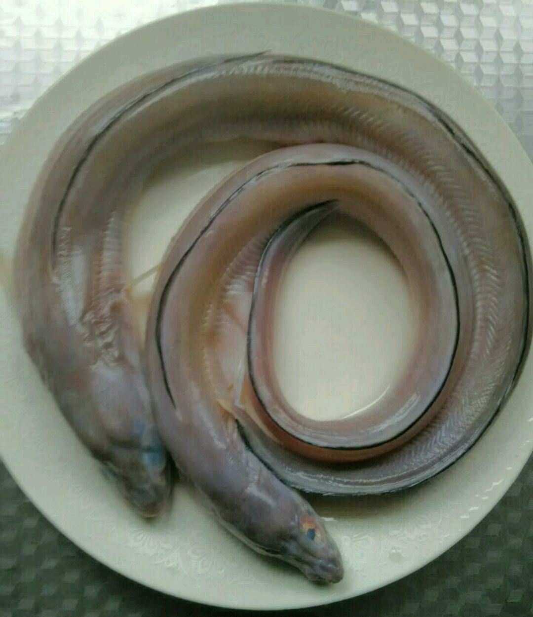 水族馆里的咸水鱼海鳗。高清摄影大图-千库网