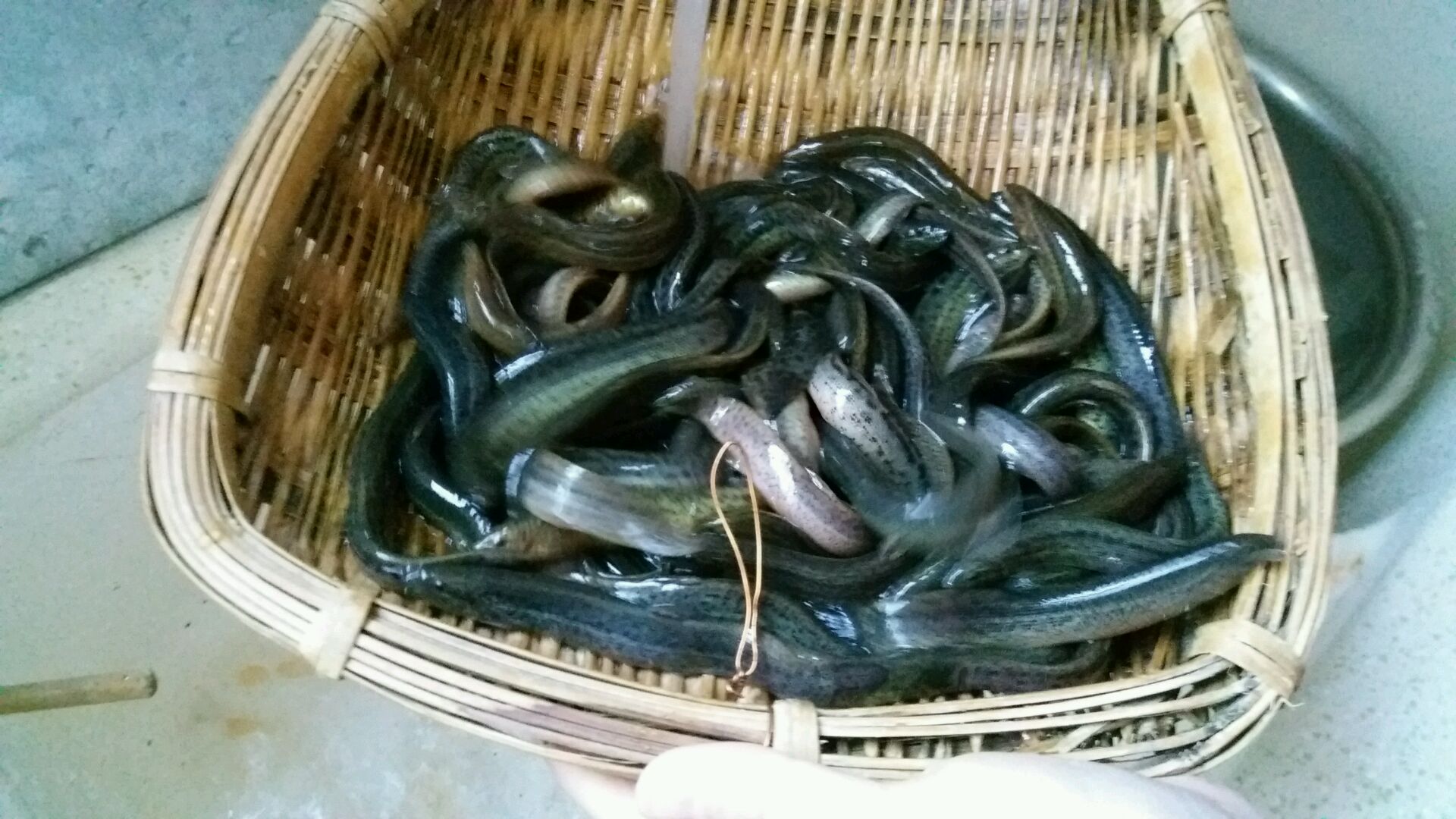 点击图片查看详情 泥鳅的做法大全