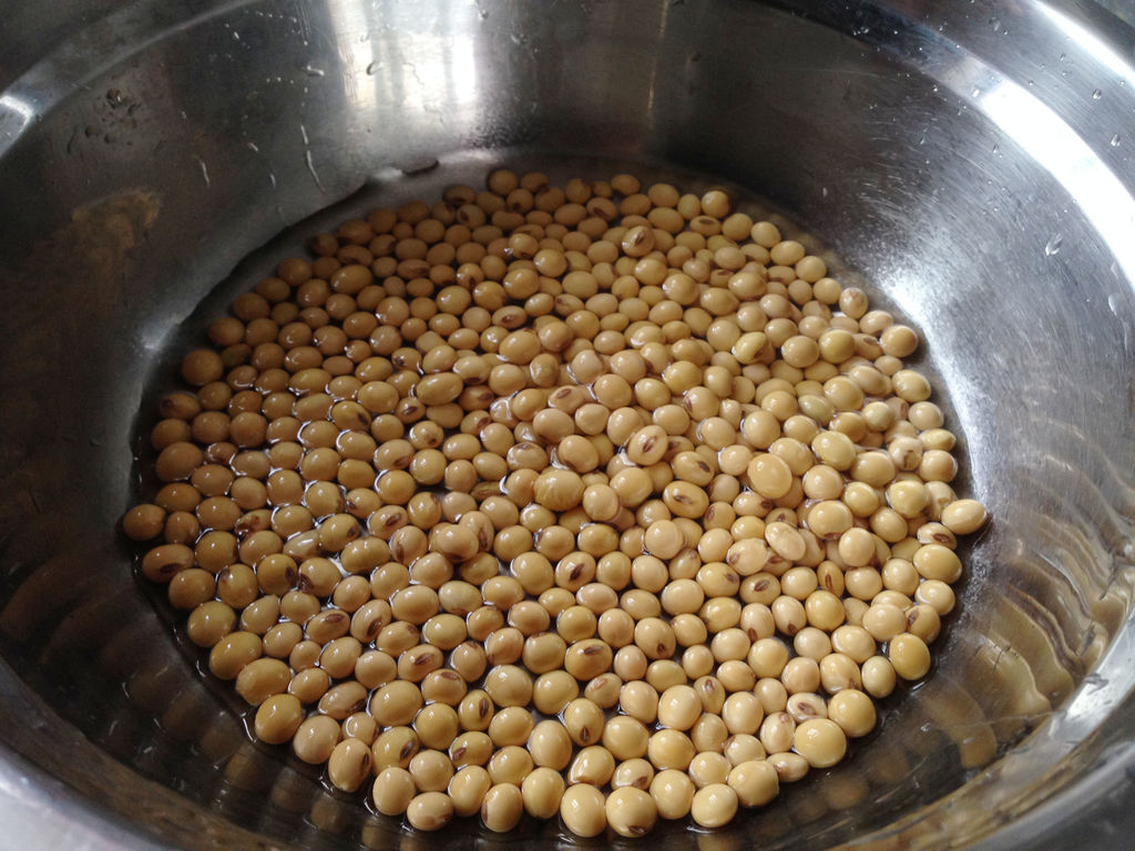 【影像记录】大豆的从发芽到生长25天过程（YouTube）_哔哩哔哩_bilibili