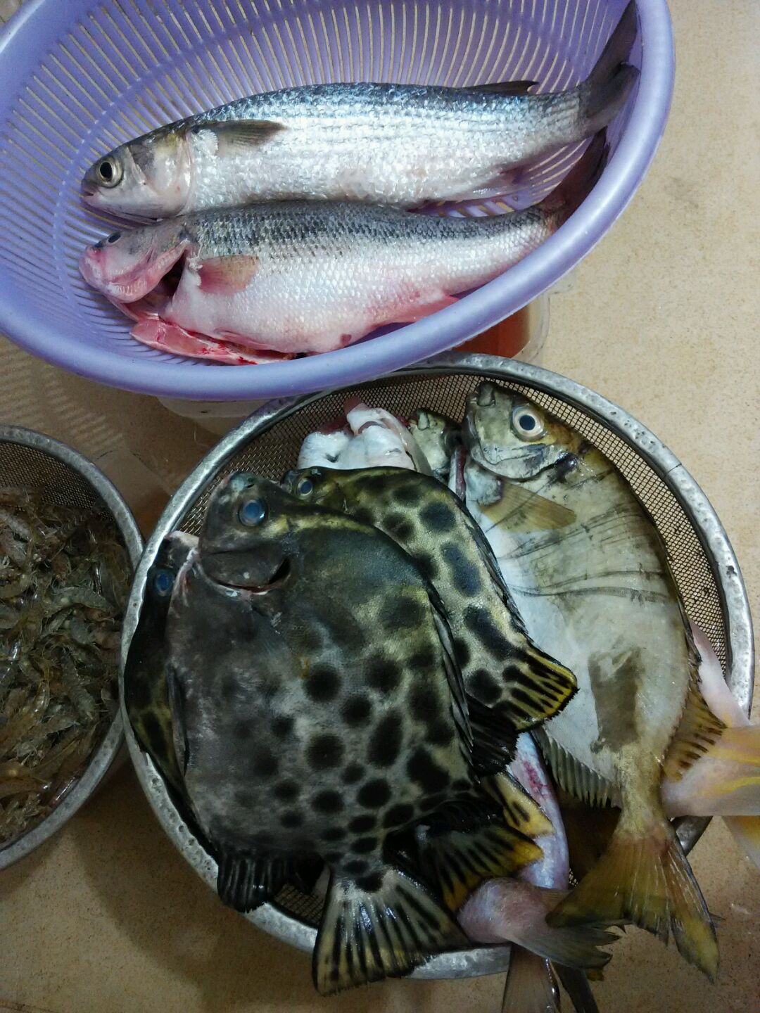 香煎鲚鱼