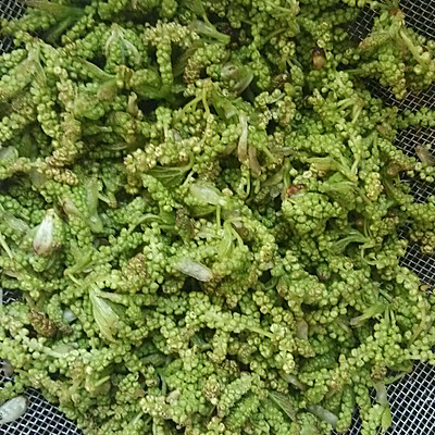 马桑花煎鸡蛋