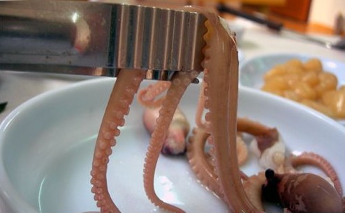 韩国人用于生吃的章鱼一般是细爪章鱼.