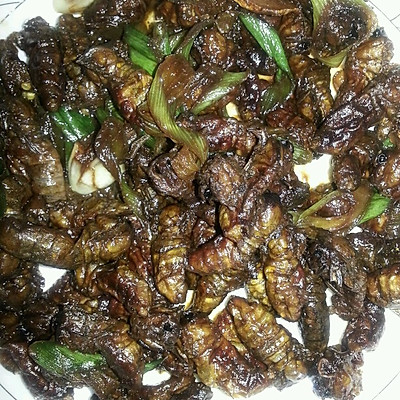 雄蚕饿