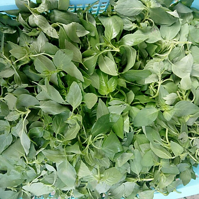 3036人浏览 · 9人收藏    吃荆棘菜的好处:治疗感冒,支气管哮喘