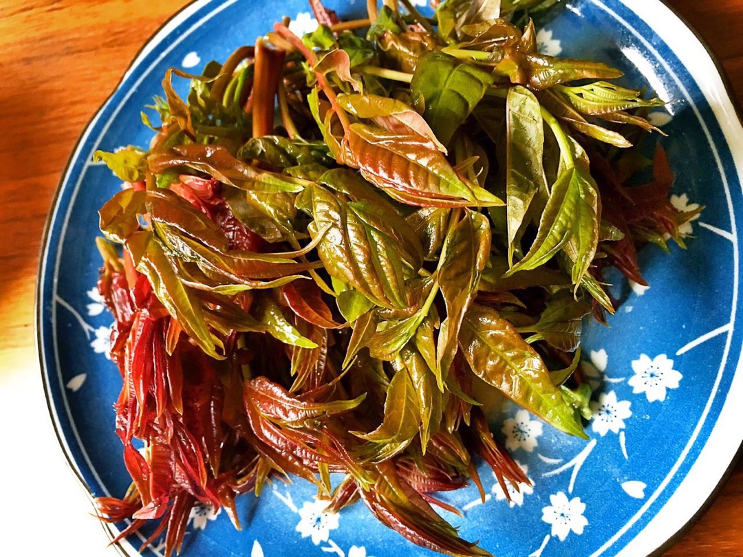 树上蔬菜香椿芽的吃法大揭秘 这才是春天该有的味道！__万家热线-安徽门户网站