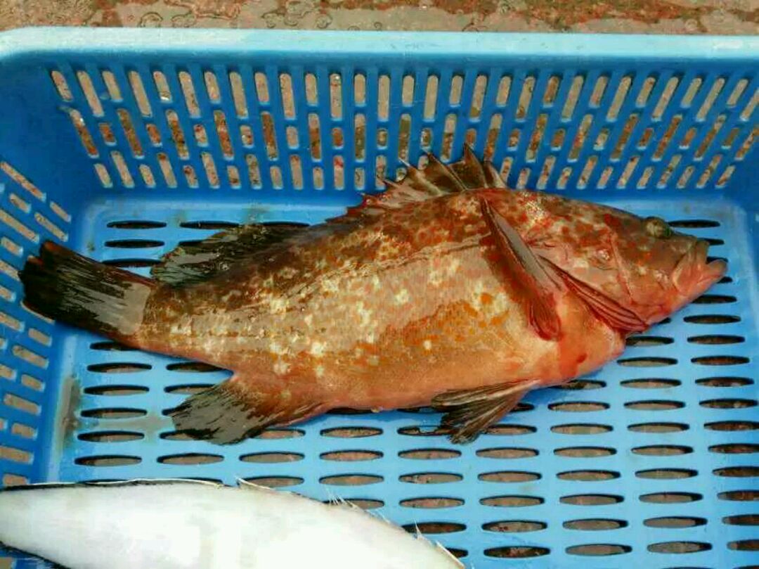 在深圳南澳买自渔民的斑鱼