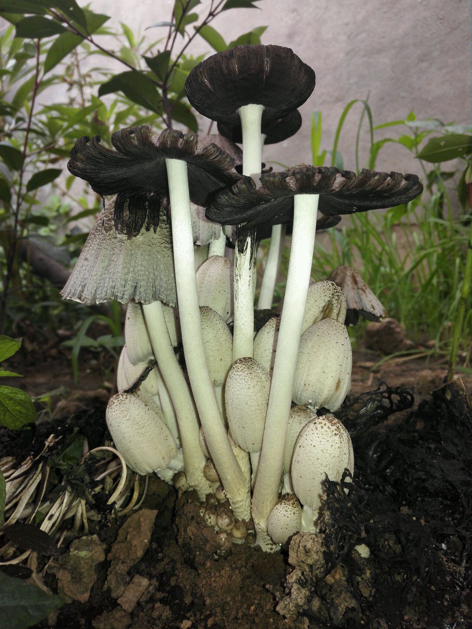 素炒野生菌–舌尖上的美味