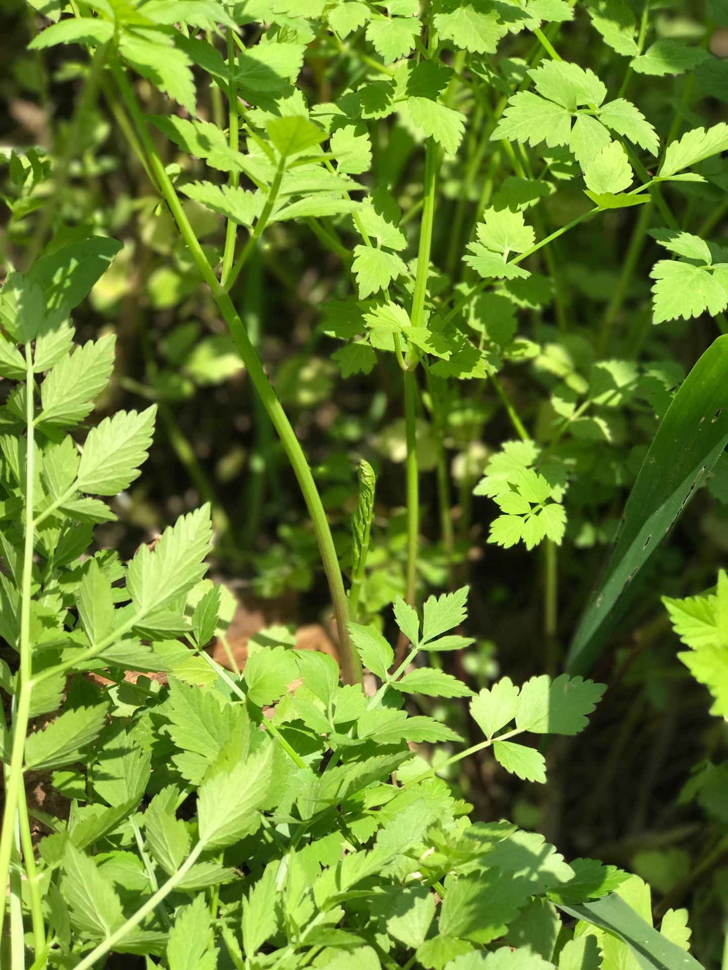 野生水芹菜