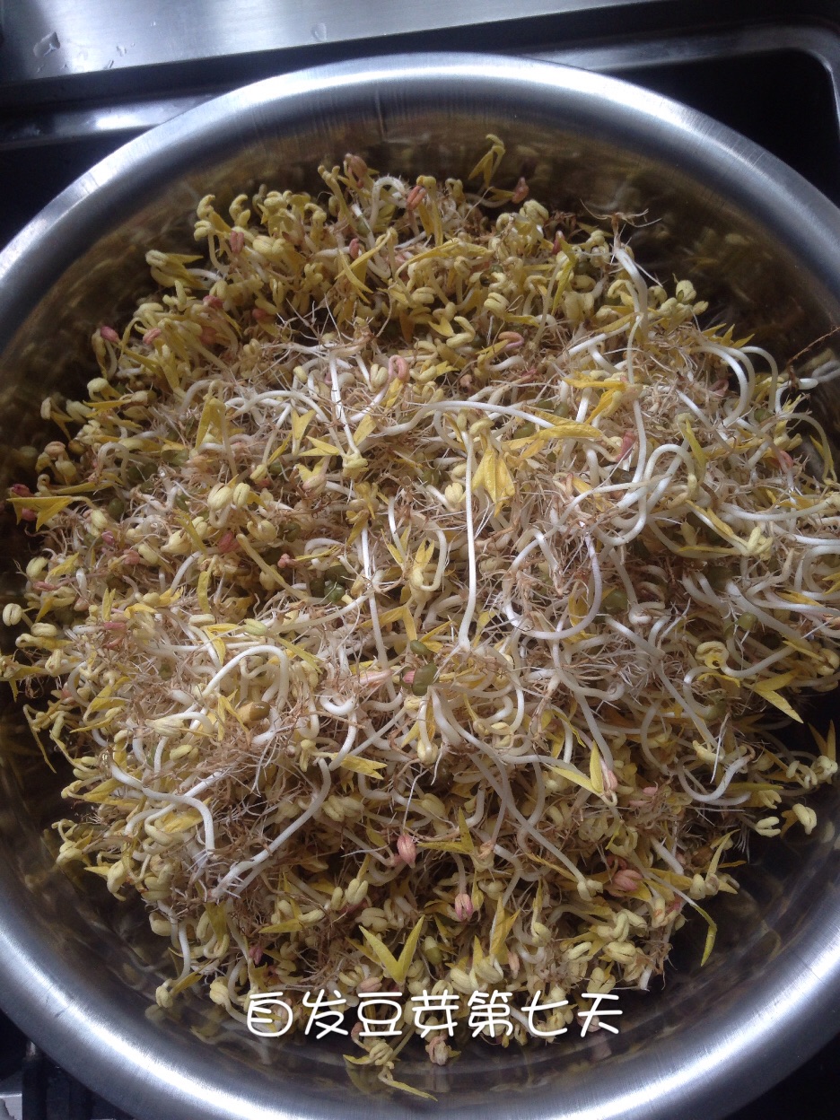 自发豆芽第七天,去根就能入菜了,红的去头,多的放冰箱,能保存2至3天.