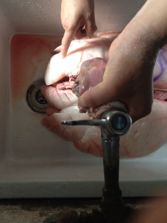 猪肺气管对着水龙头灌水,灌到猪肺变大