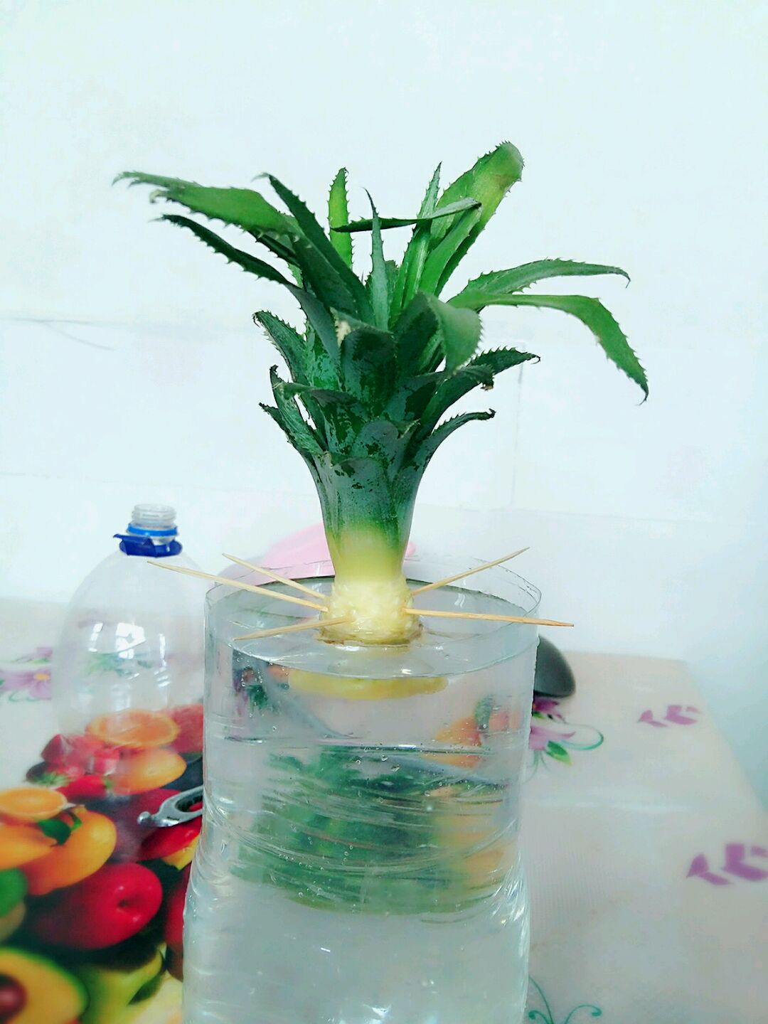 清新水培菠萝