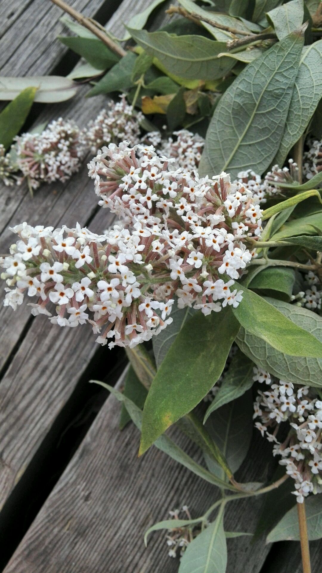 采来野生密蒙花