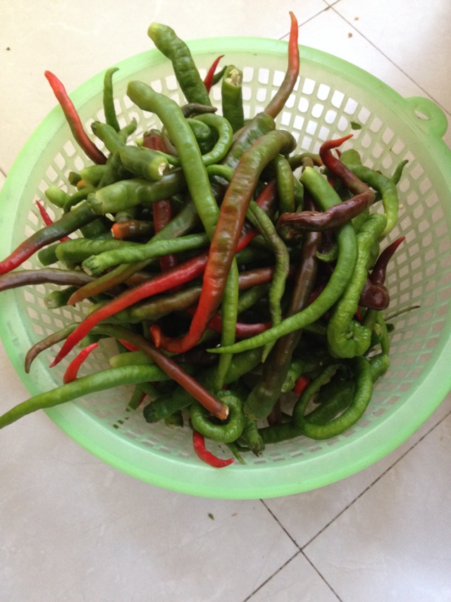 酱油腌线辣椒
