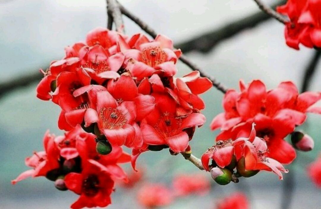木棉花甜粥