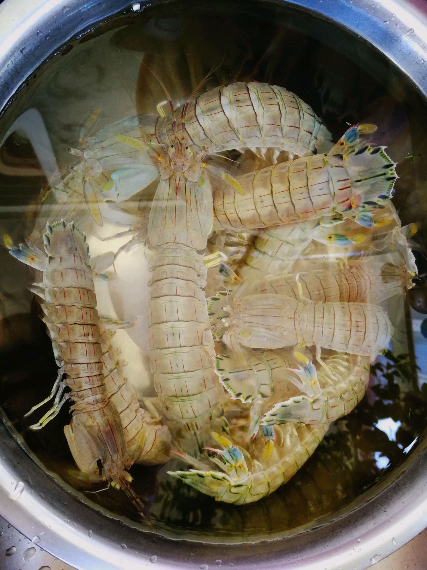 清蒸皮皮虾