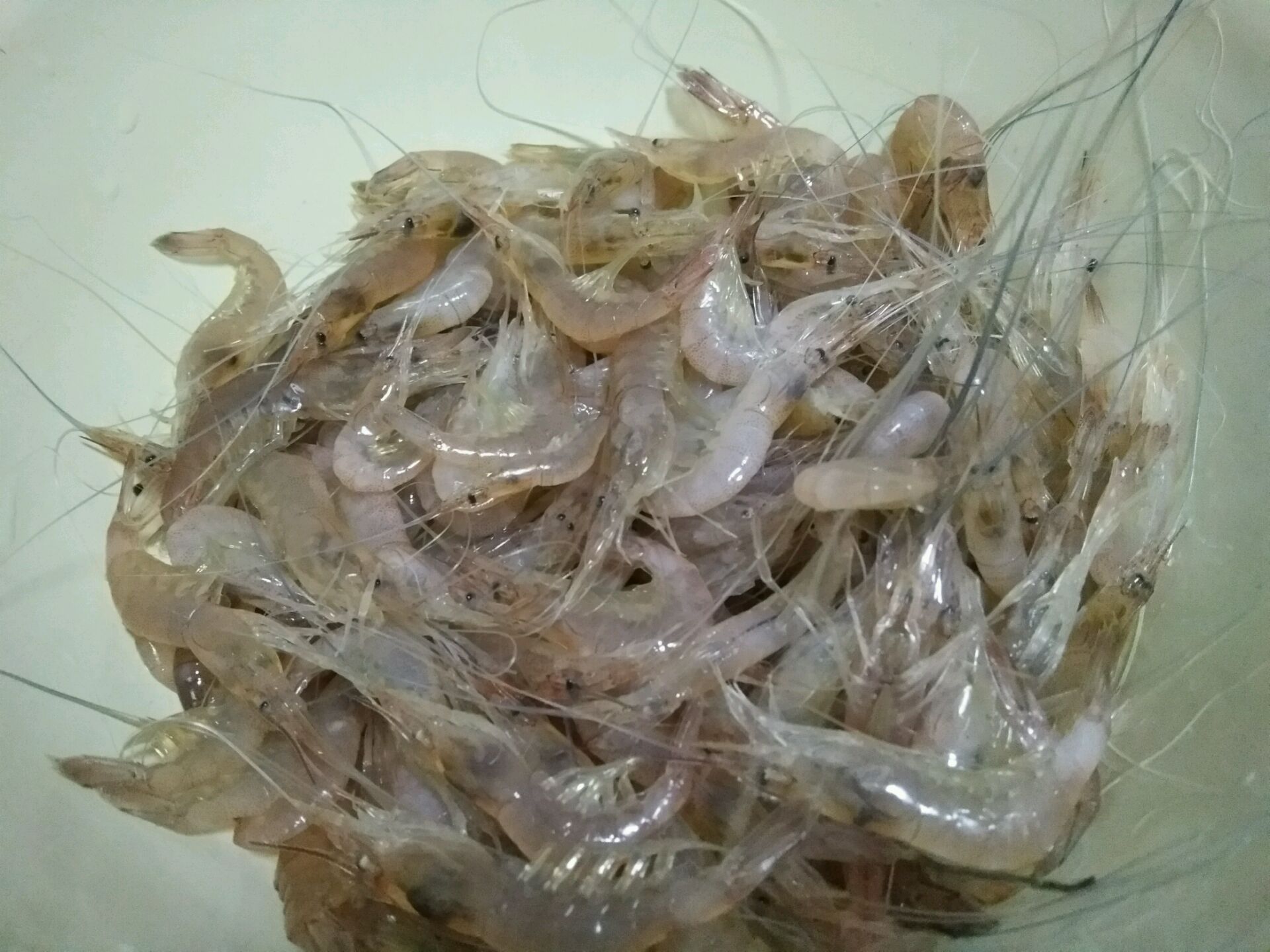 白虾的做法图解1_图解大全 白虾的做法图解1