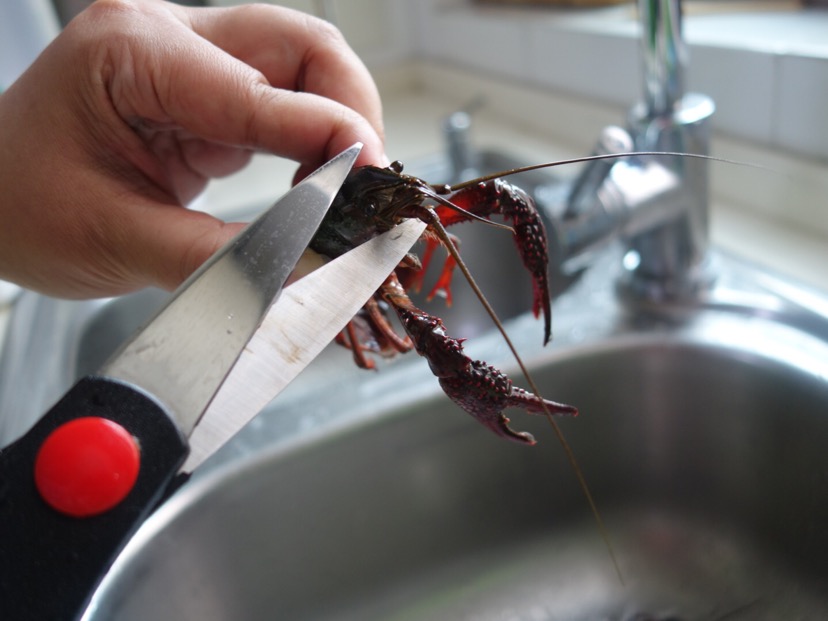 剪刀剪掉部分虾头(眼睛下面差不多1厘米处开剪),顺便用剪刀头挑去