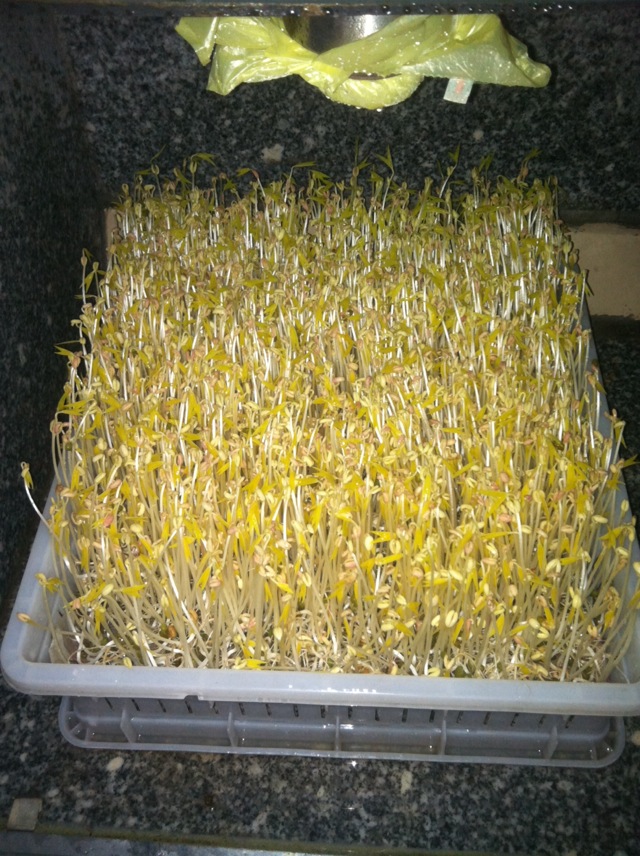 豆芽菜的做法 !-- 图解4 -->