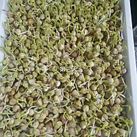 无土栽培豌豆苗的做法_【图解】无土栽培豌豆