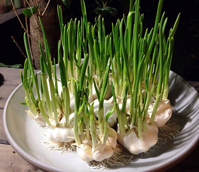 观察科学水培绿豆变豆芽全过程