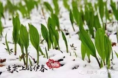 收到一把伊春的野山葱,于是连夜有了韭菜盒子