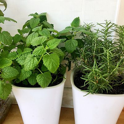 1.薄荷长的太快了 剪去个头高的枝条 让它继续生生不息吧