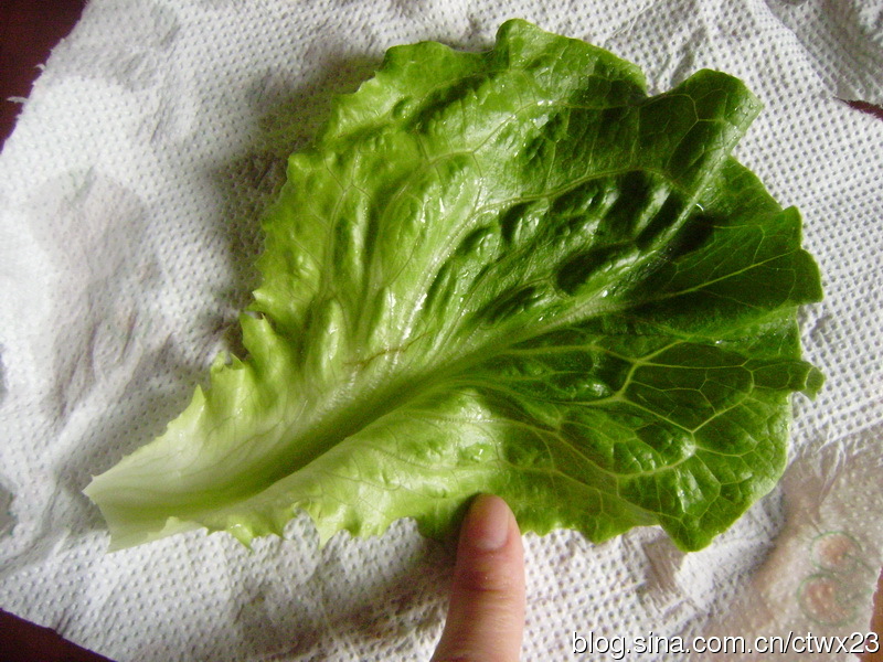 生菜叶子洗干净,用凉开水再冲一下,然后用厨房纸巾吸干,排放在盆内