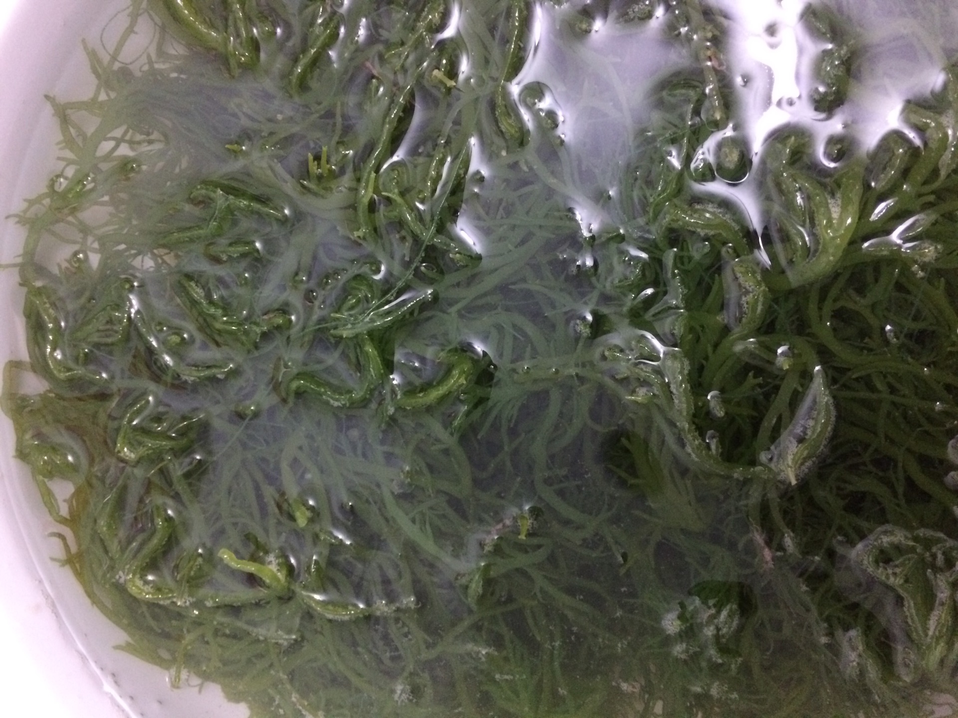凉拌海藻怎么做_凉拌海藻的做法_豆果美食