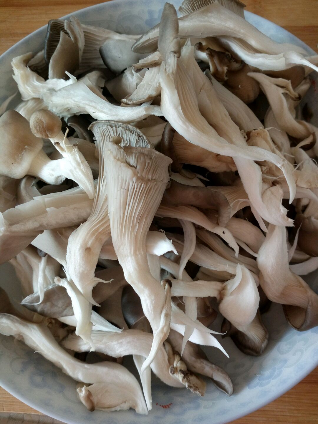 蘑菇菌包生长养殖记(白平菇篇) - 哔哩哔哩