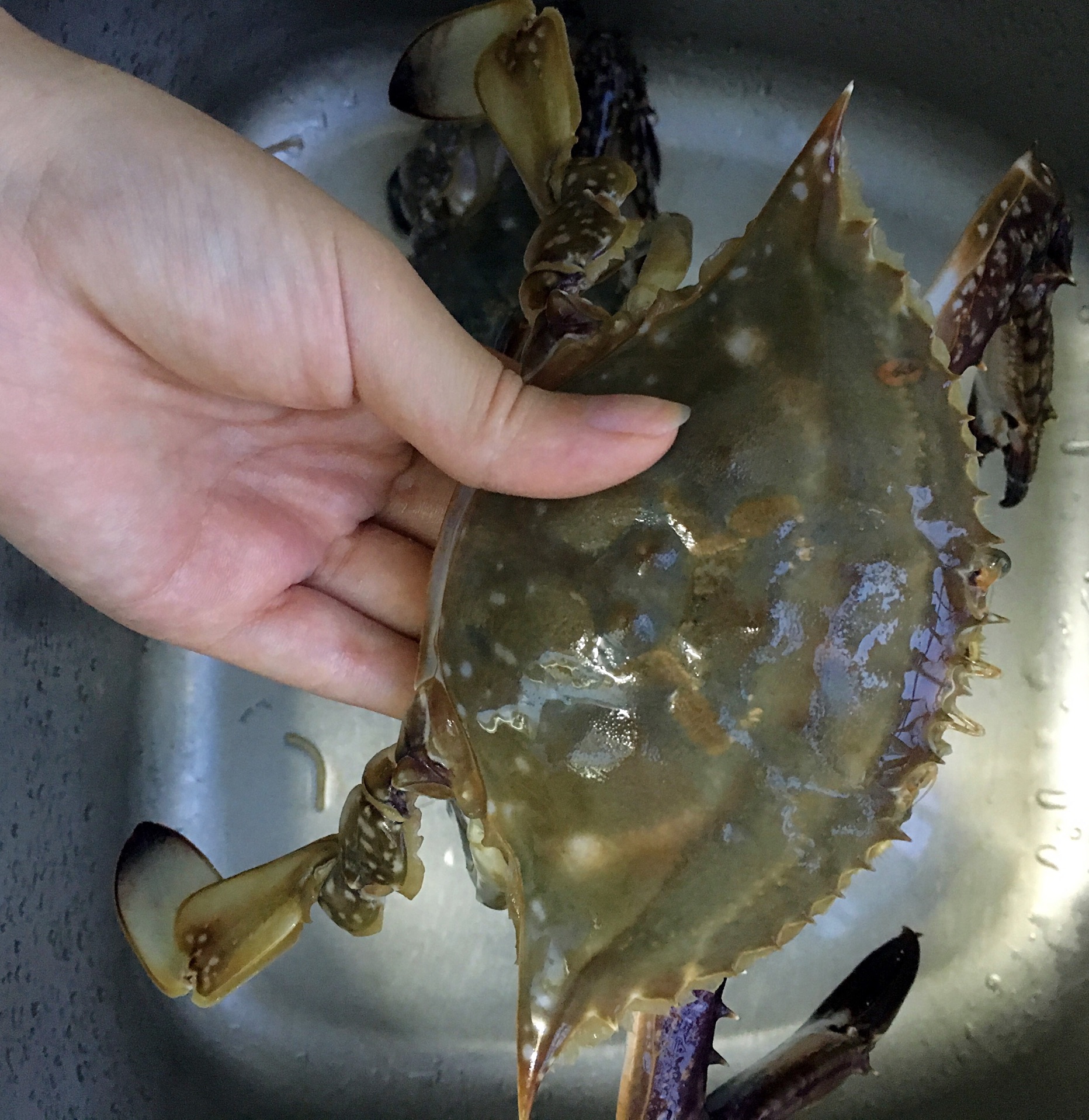 梭子蟹煲