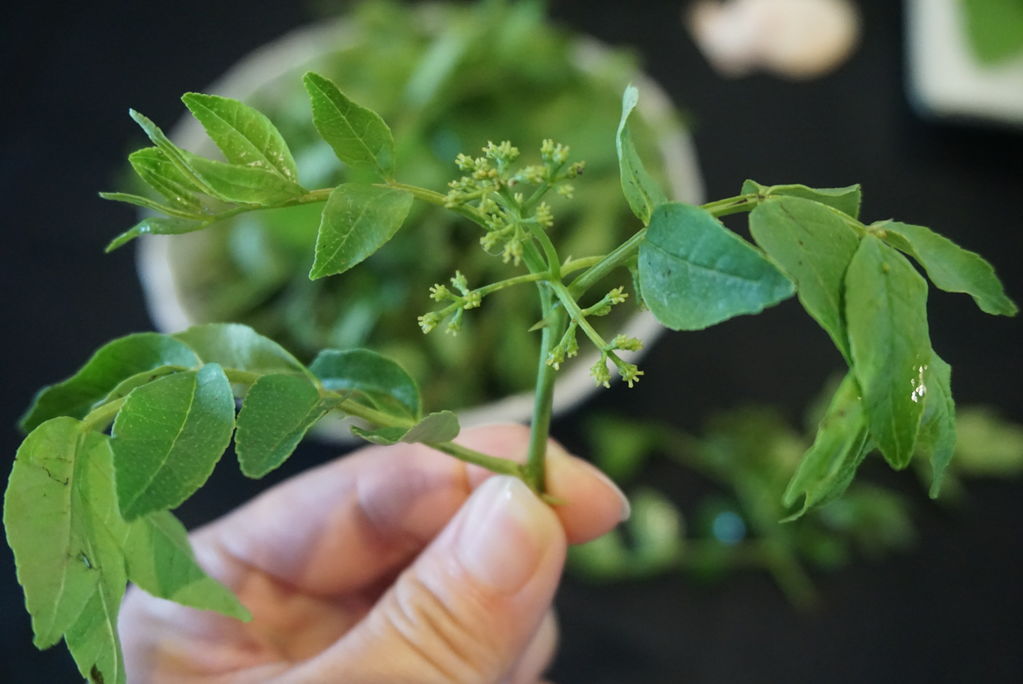 凉拌花椒芽