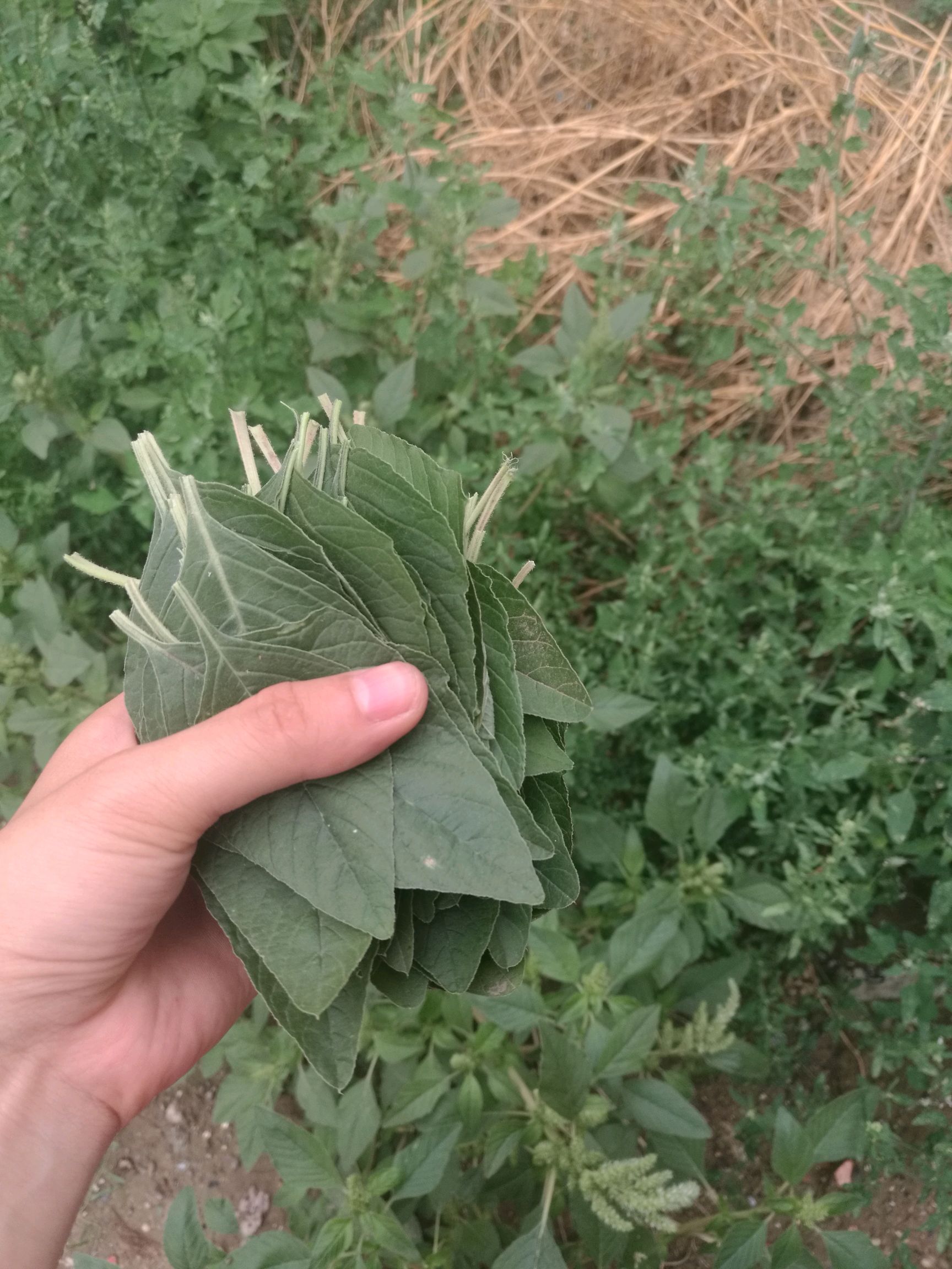 玉谷(音)叶,一种野菜,长这样.尽量挑选大叶片.洗净,控干水份.