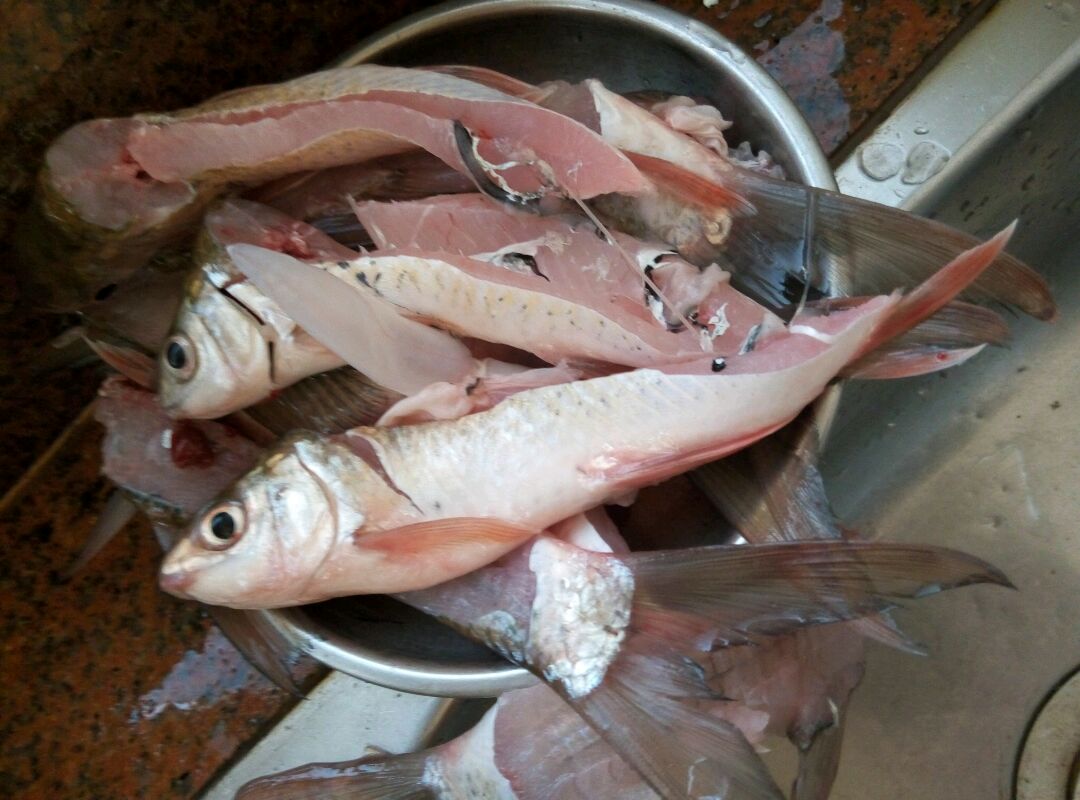 取出鲮鱼肉剁成鱼蓉(这是取出鱼肉之后剩下的,可以用来痔览喝)