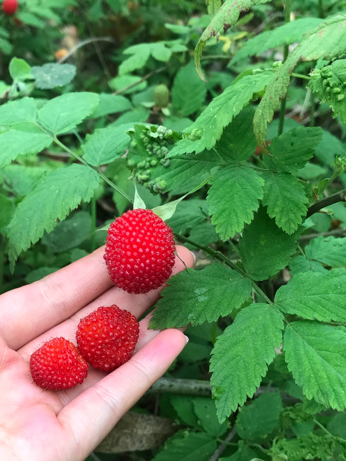 野草莓果酱