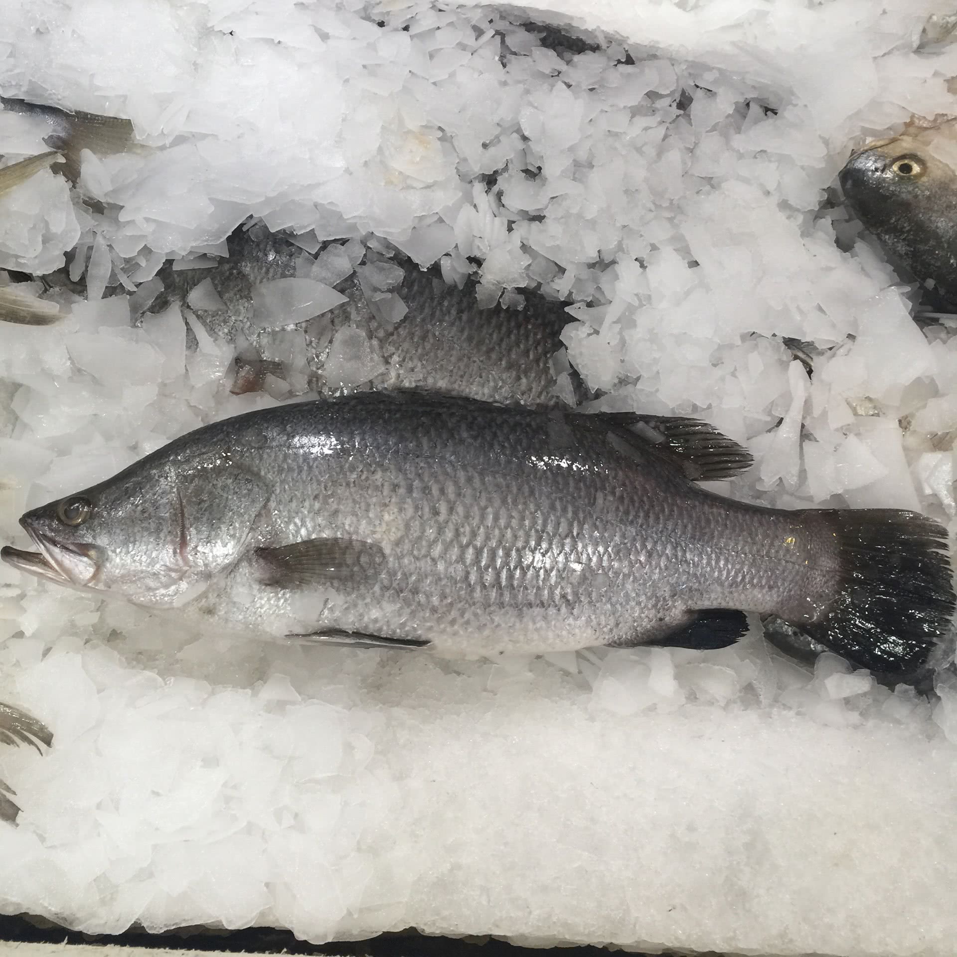 煎焖海桂鱼