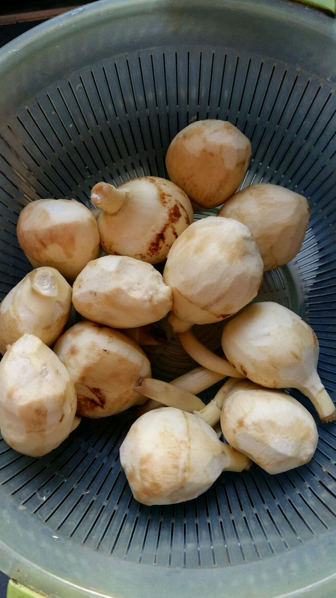 干货勒藕 瘌薯菇 瘌芋头 瘌薯菇 竻慈姑 勒慈菇-阿里巴巴