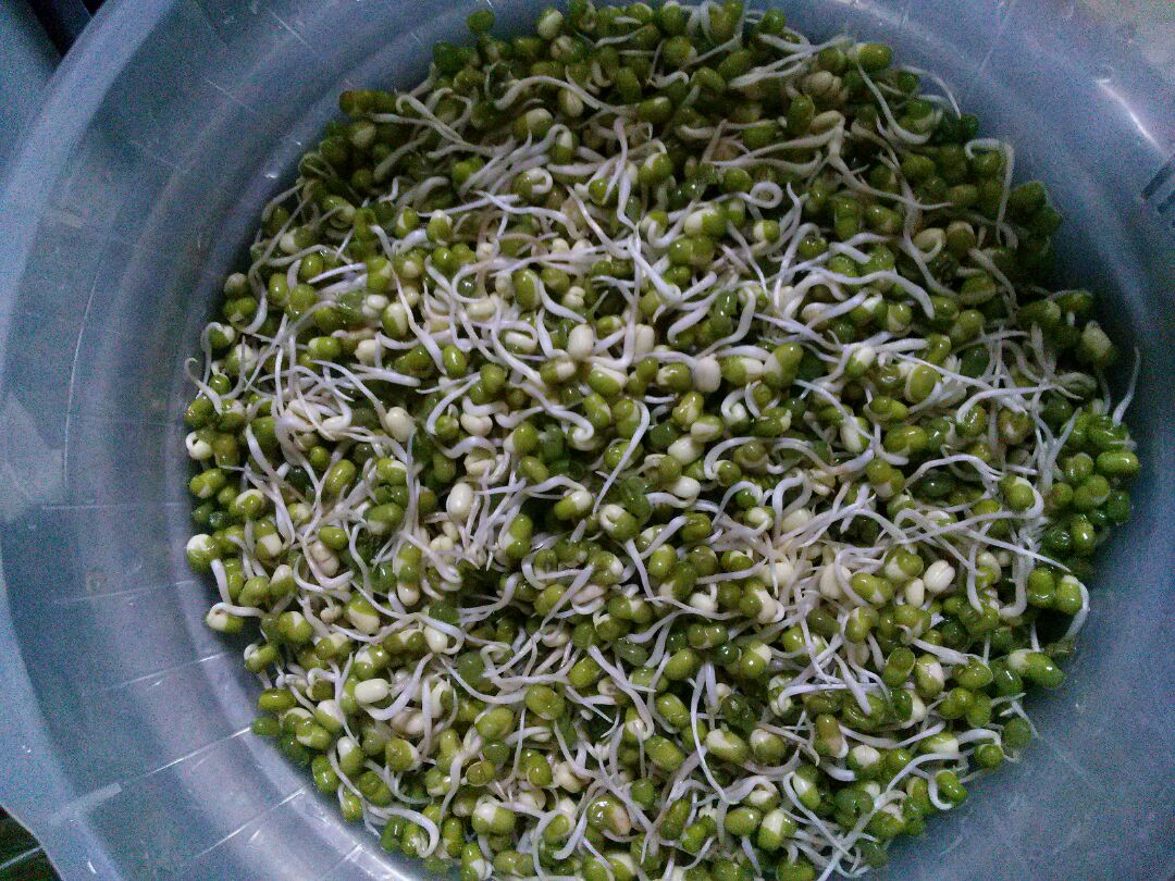 Paddy Seed Germination, Process, and Methods | Agri Farming