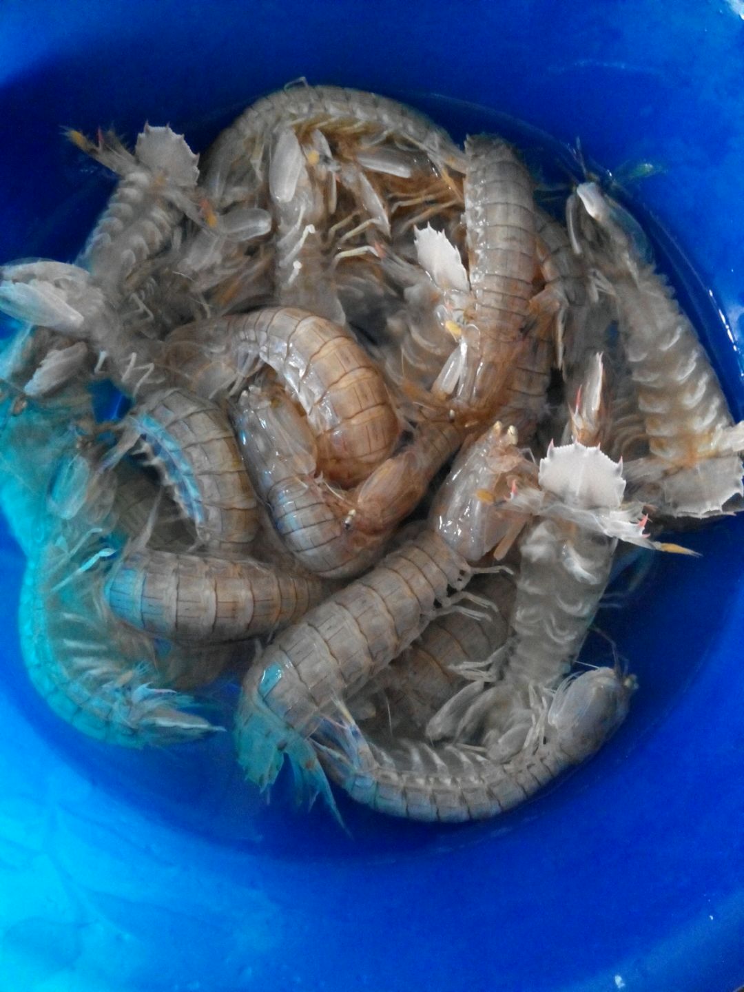 清蒸虾爬子(家常皮皮虾)