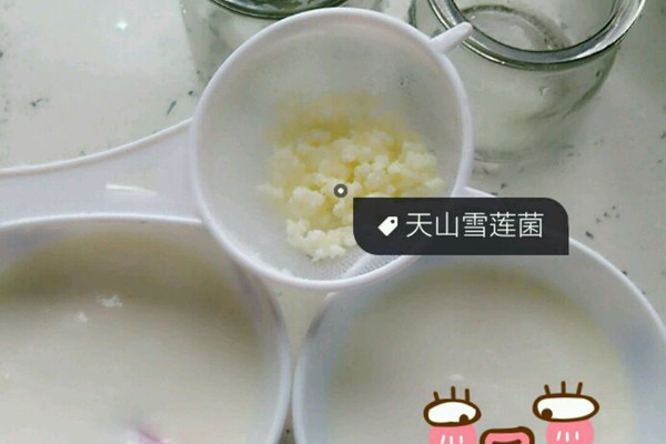 天山雪莲菌自制酸奶的做法_【图解】天山雪莲