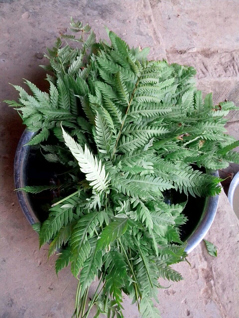 发酵:将豆豉草铺在盆底(锅也行),然后趁热将煮好的豆子铺在豆豉草
