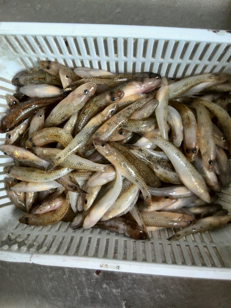 奶白色的笋壳鱼汤