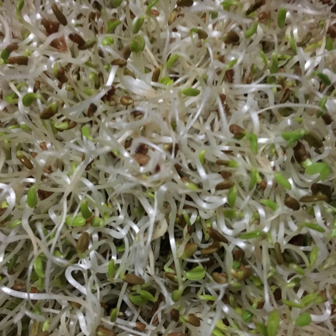 苜蓿芽苗的生长过程(食用方法随意,营养保健作用请百度)