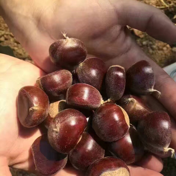 嘟啊嘟妈妈的正宗的京东板栗 只有咱家这一代