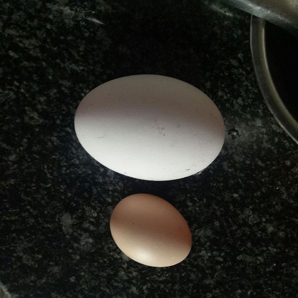 蜀念的鹅蛋和鸡蛋对比一下做法的学习成果照
